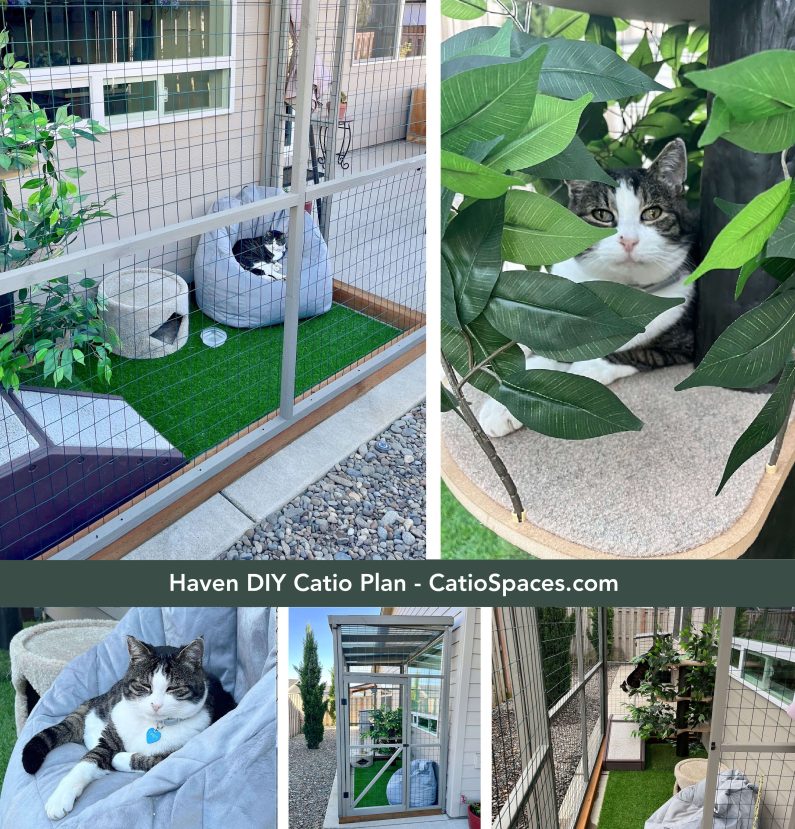 Building Catios: Making a Safe Outdoor Haven for Your Cat - Enjoying your cat's outdoor haven