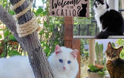 12 DIY Catio Plan Creations for Happy Cats