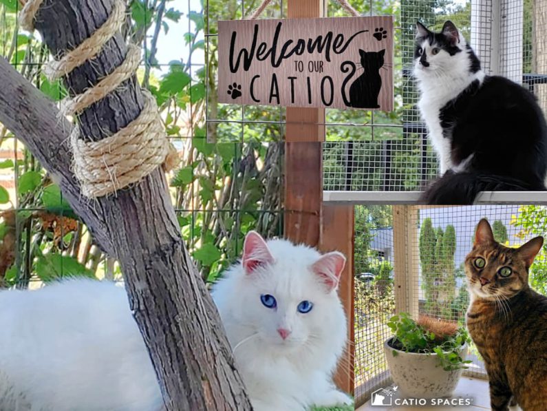 Happy Catio Cats Cat Enclosure Collage Title 12 Diy Catiospaces Com (1)