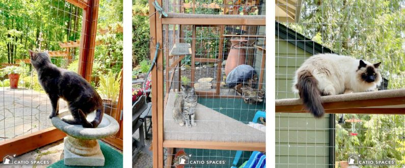 Custom Catio Slanis 3 Up Verticaal Catio Lifestyle Wm Catiospaces Com (1)