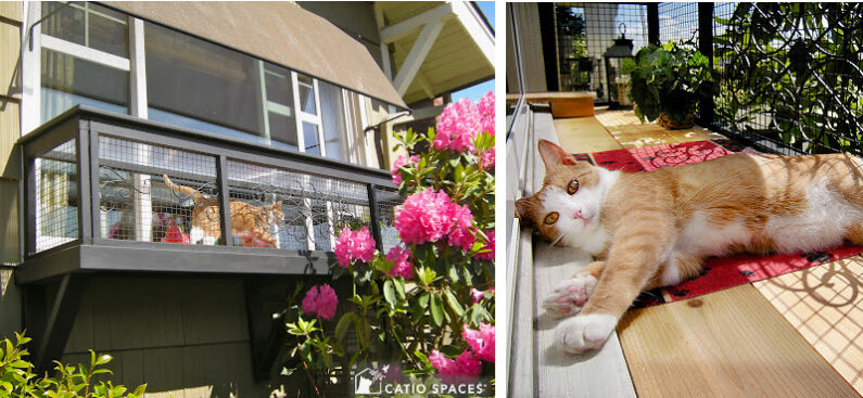 Catio Tour Seattle Chomos Window Box 2 Up Wm Catiospaces