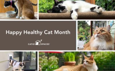 Celebrate Happy Cat Month: Catios & Cat Enrichment Tips