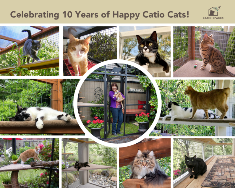 Catio Spaces 10 Year Anniversary (5)