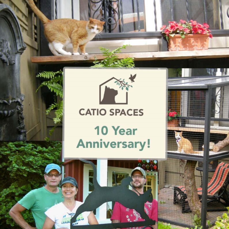 Title Blog Catios Spaces 10 Year Catio Anniversary Catiospaces Com (1)