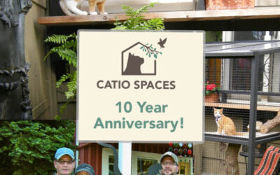 Catio Spaces Celebrates 10 Years: Our Story