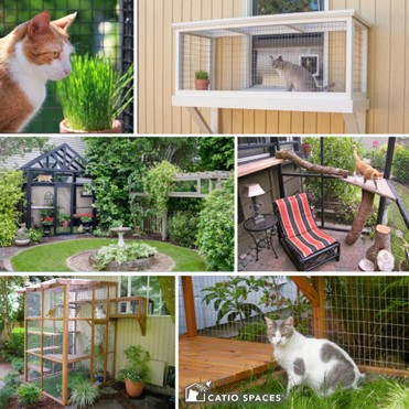 Catio Spaces Givewaway