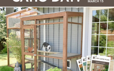 National Catio Day:  Expert Tips for the Perfect Catio