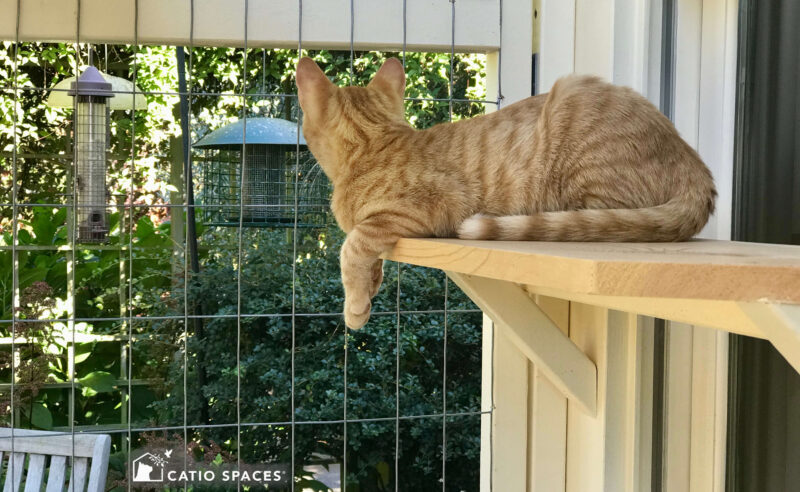 Cat Catio Cat Enclosure George Shelf Bird Blog Wm F Catiospaces